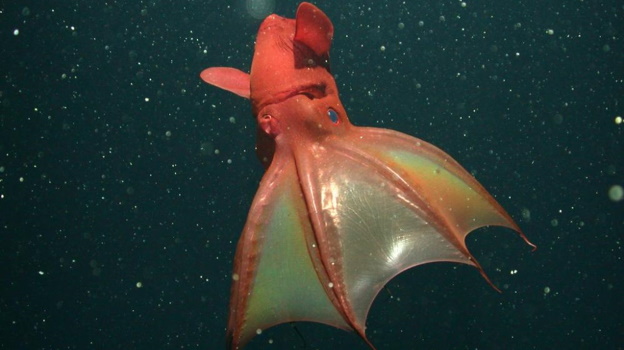 vampire-squid.jpg