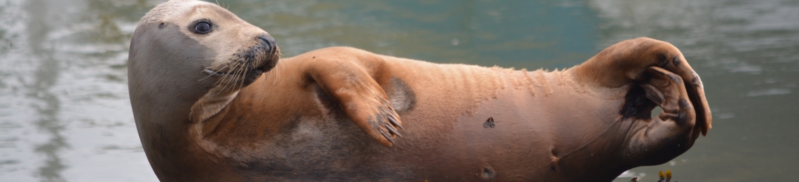 A photo of a grey seal