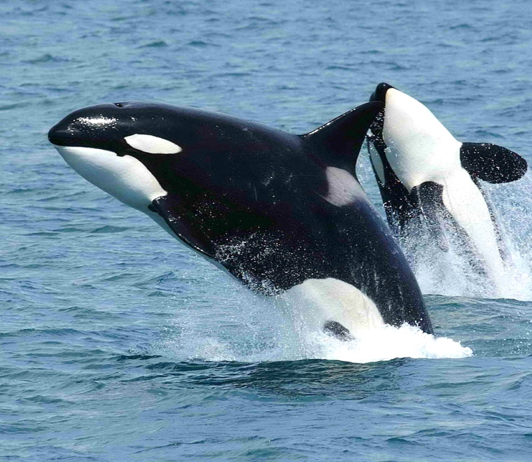 Orca wales