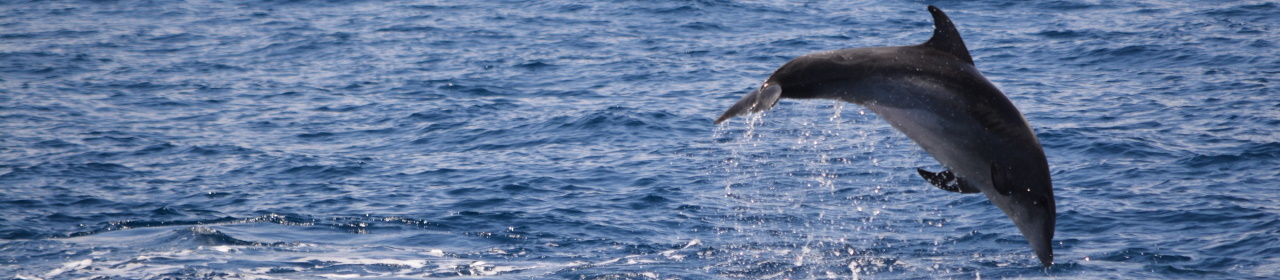 Bottlenose dolphin Andrew Pearson
