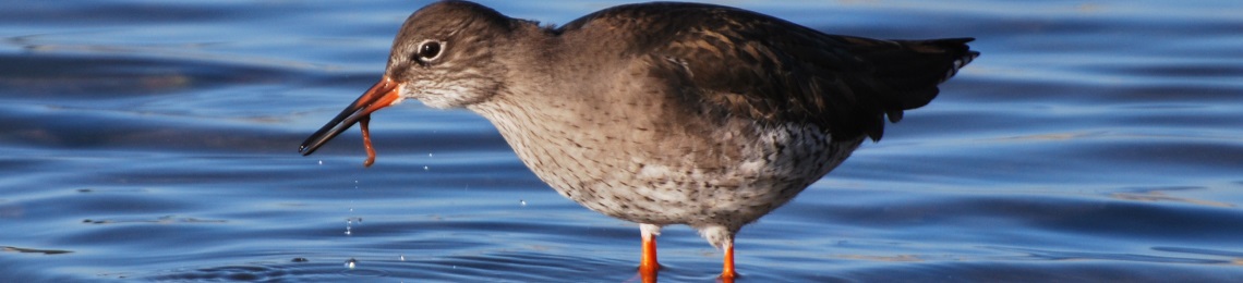 Redshank feeding