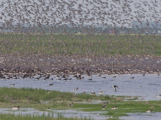 wader flocks on the wash senttisham norfolk rspb