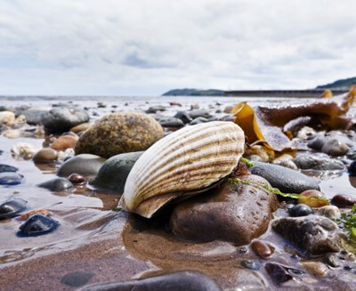 queen scallop on beach