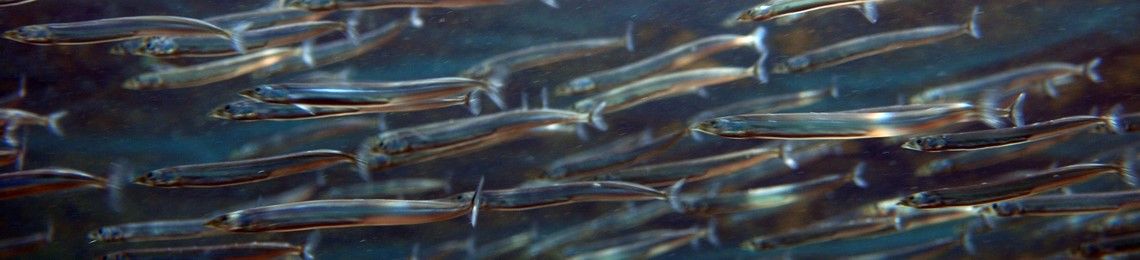 A photo of sand eels underwater