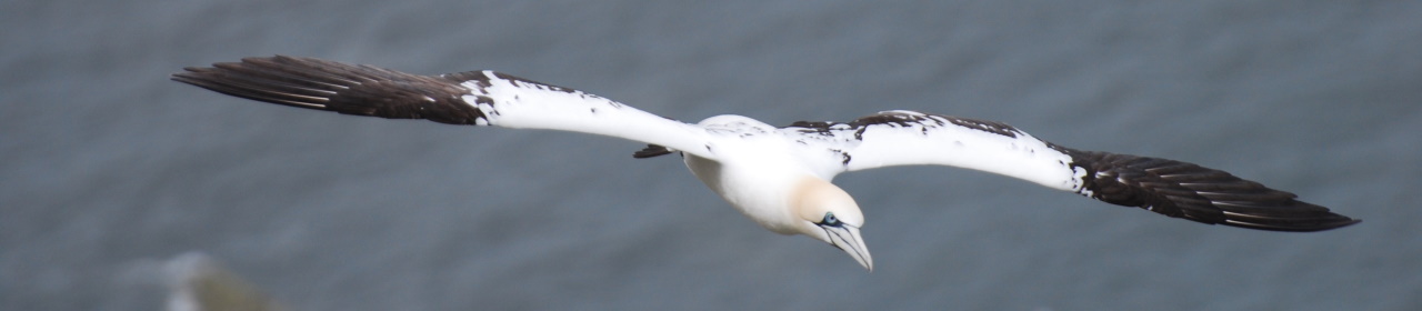 gannet