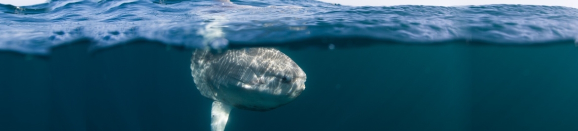 A photo of a sunfish