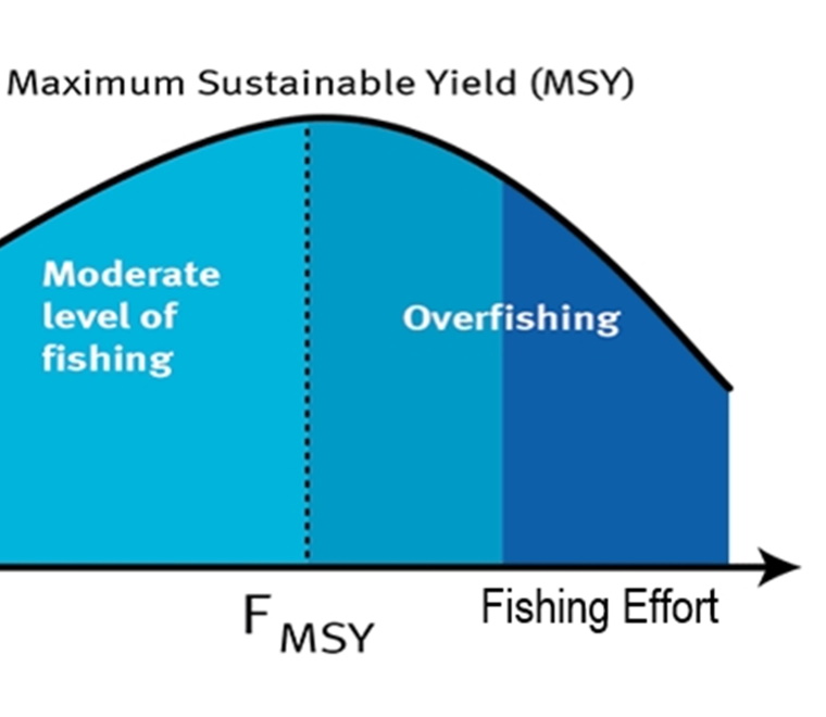 Understanding fish mortality factors in Maximum Sustainable Yield ...