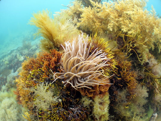 Marine Protected Areas datalayers