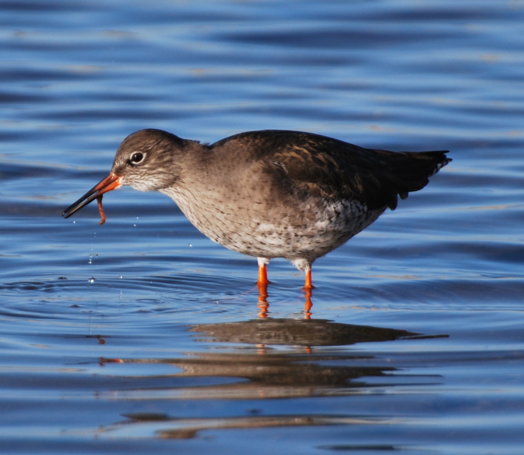 Redshank feeding