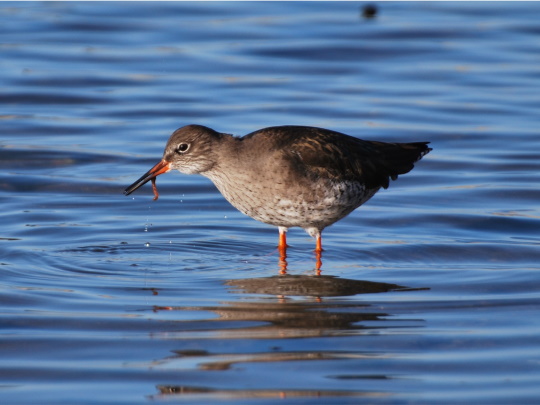 redshank