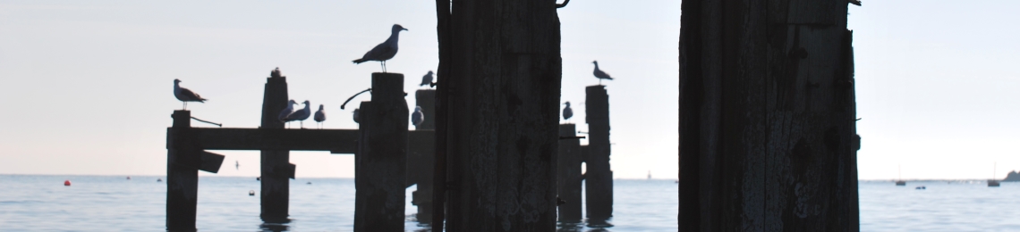 Birds on wooden platforms ocean
