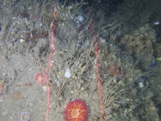 wnmp enhanced square