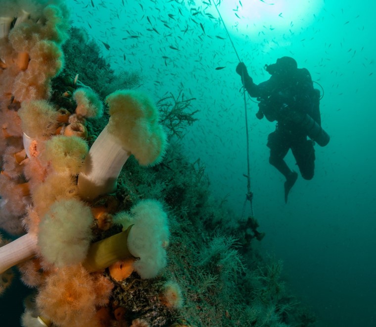 Undersea image Rick Ayrton