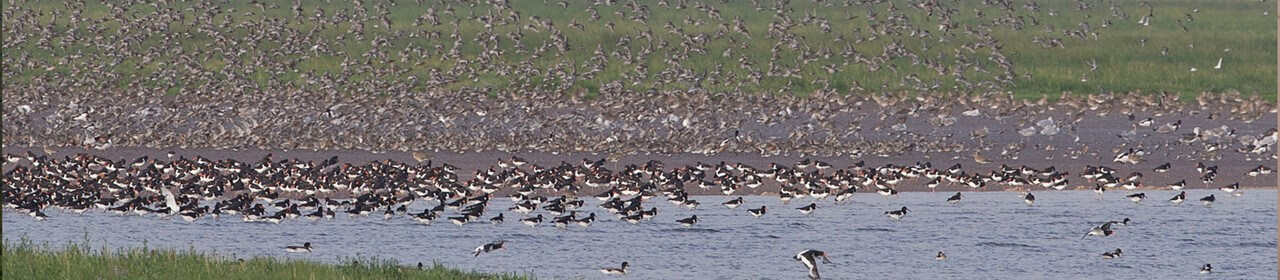 wader flocks on the wash senttisham norfolk rspb