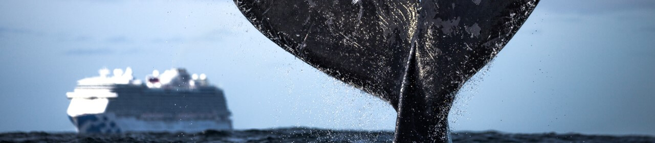 Whale tail and cruise ship