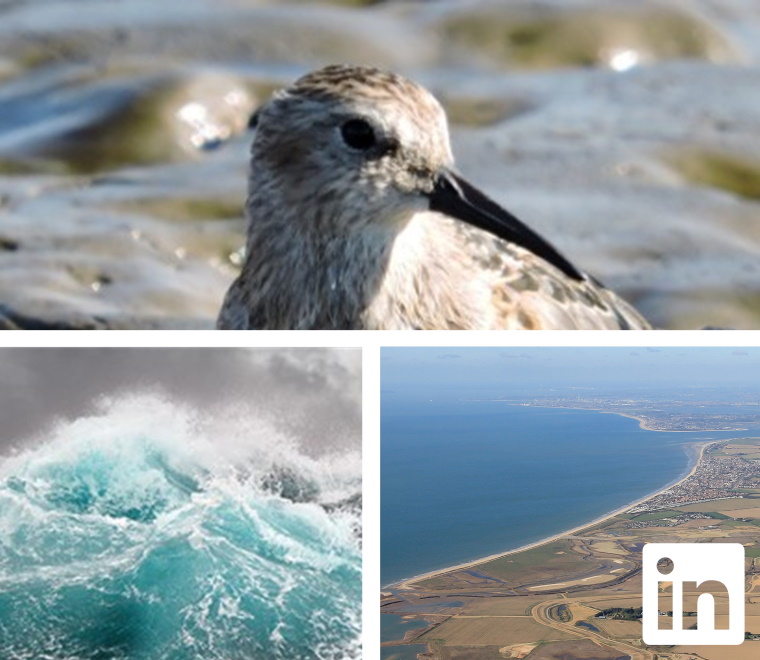 Photo collage of stormy seas, a waterbird and an aerial photo of a coastline