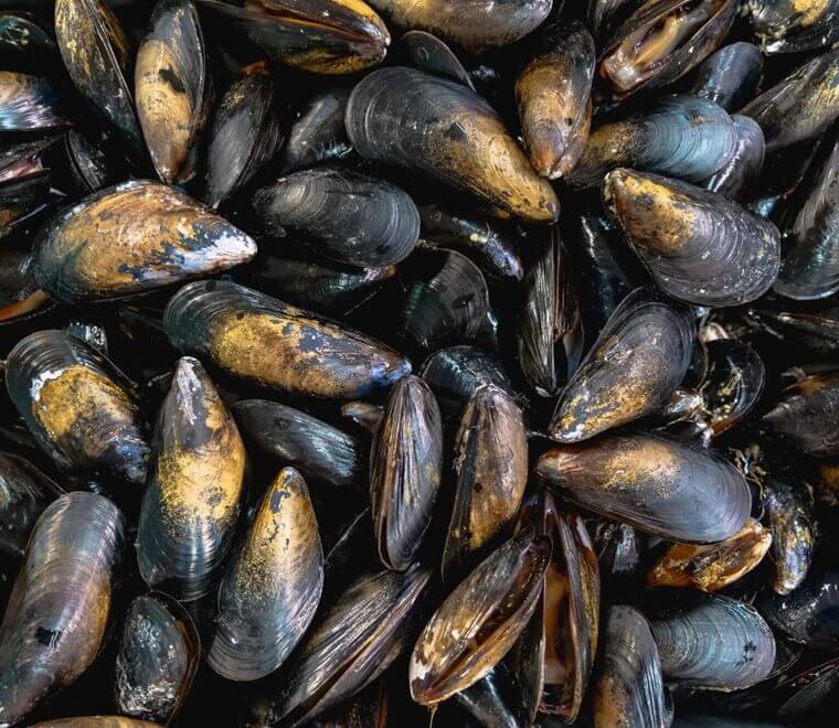 Bay mussels