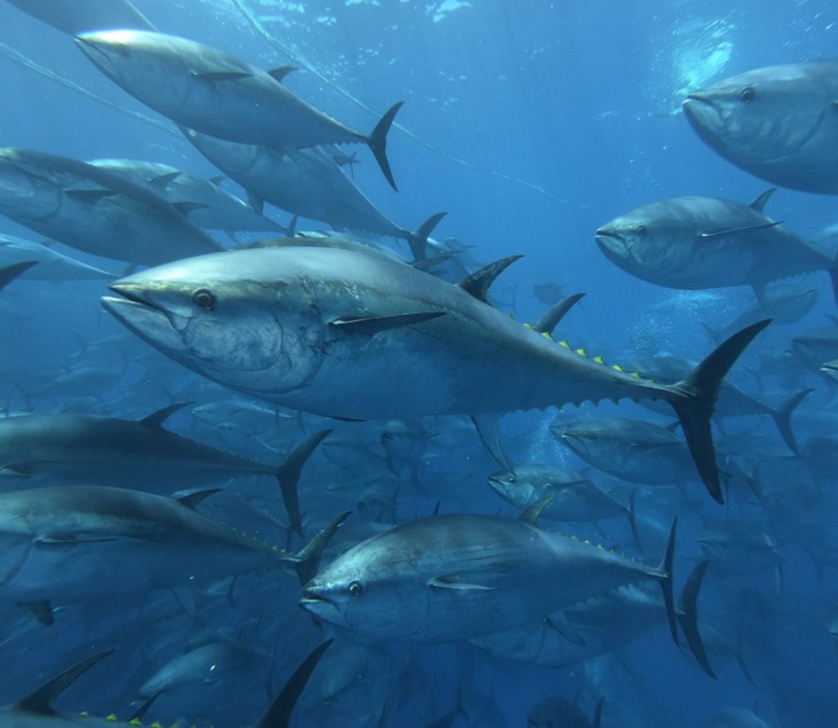 School of bluefin tuna